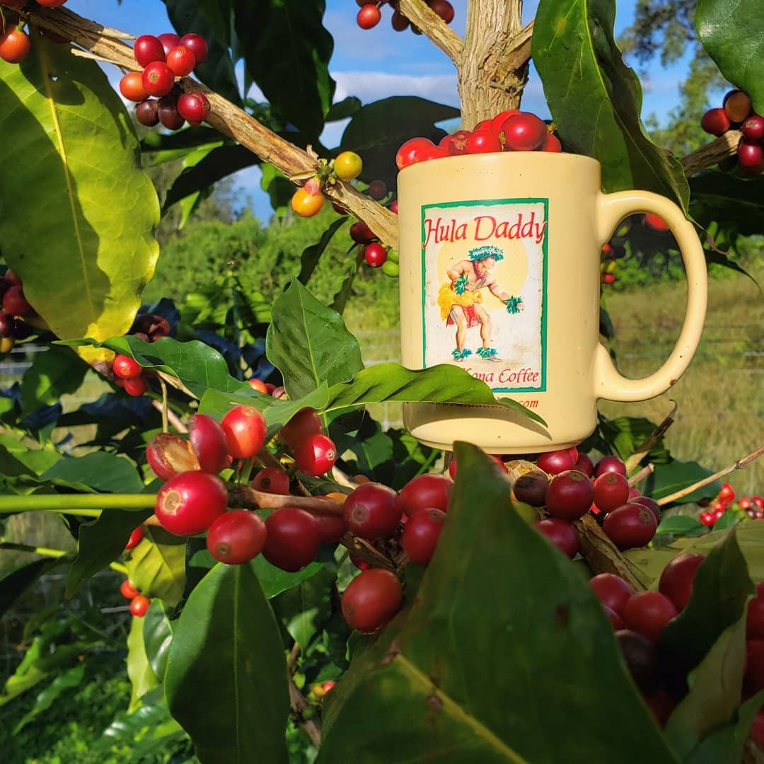 Hula Daddy Kona Coffee approved affiliate creative
