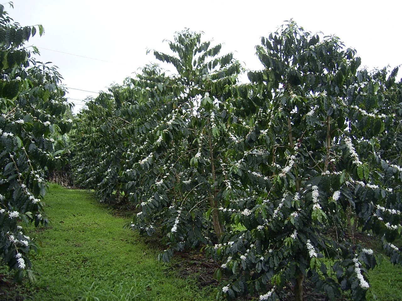 Hula Daddy Kona Coffee approved partner image 4