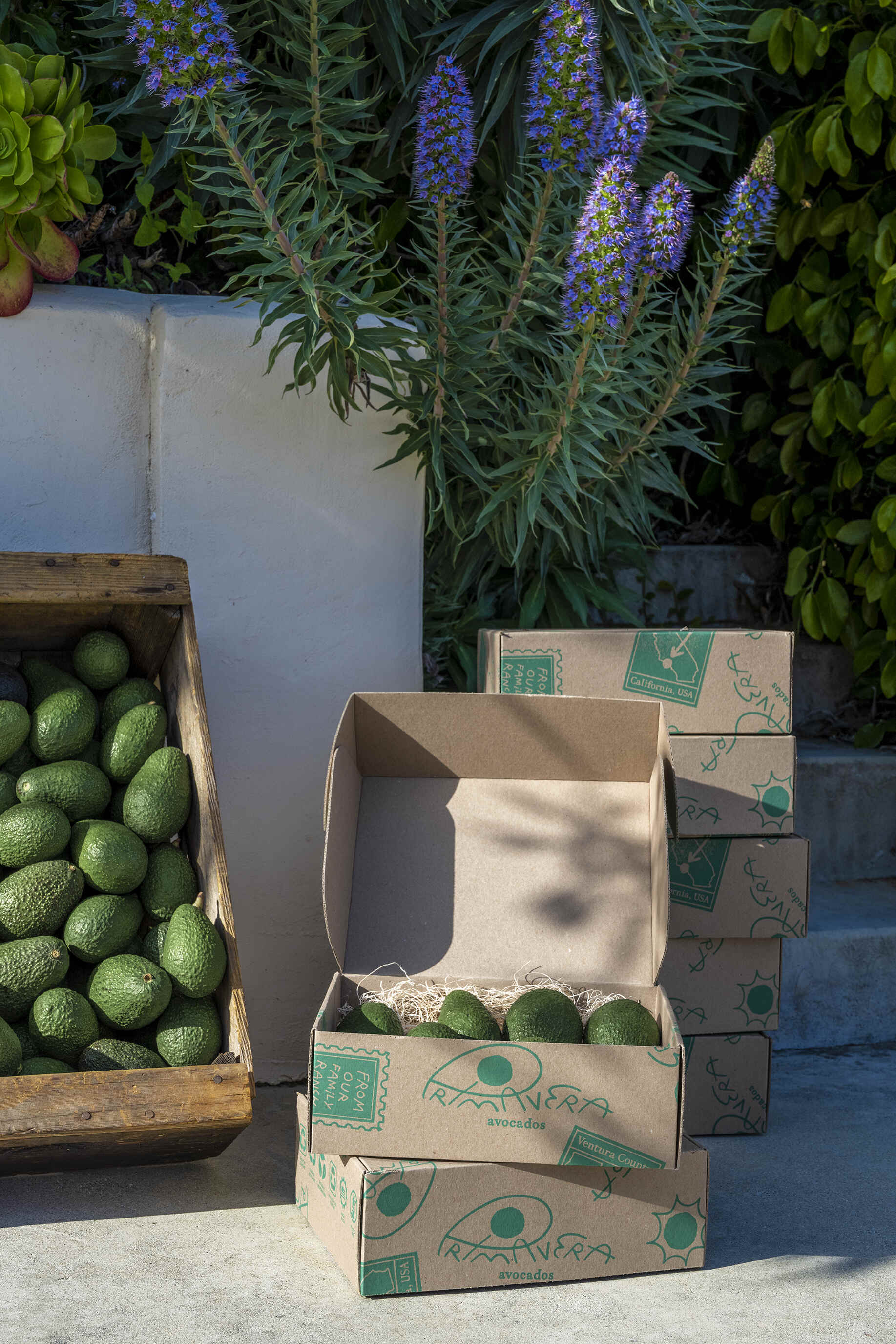 Primavera Avocados approved gift image 3