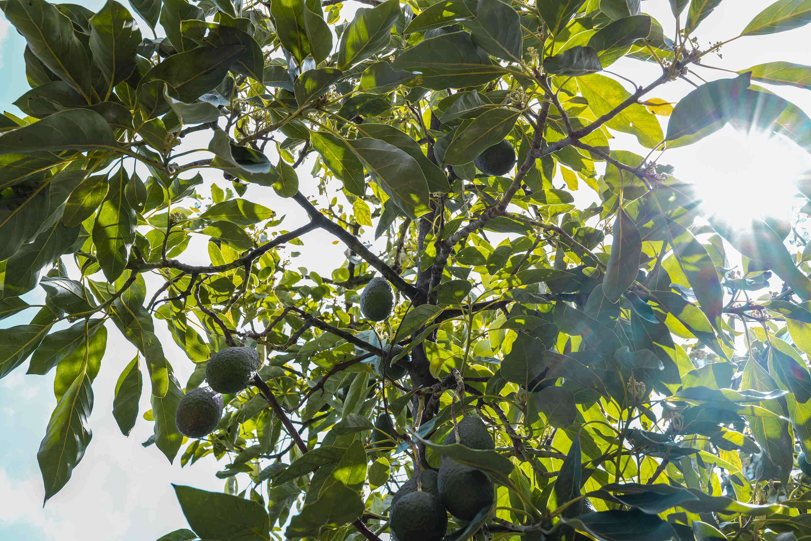 Primavera Avocados approved gift image 5