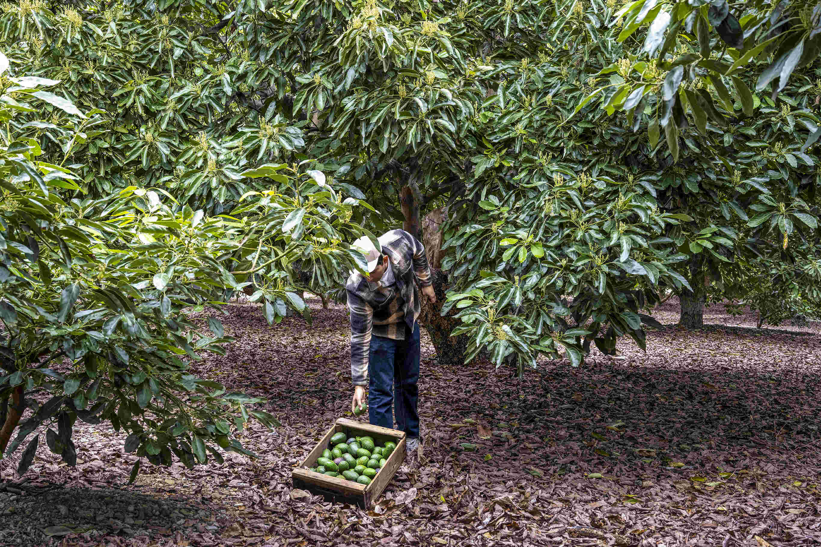 Primavera Avocados approved partner image 4