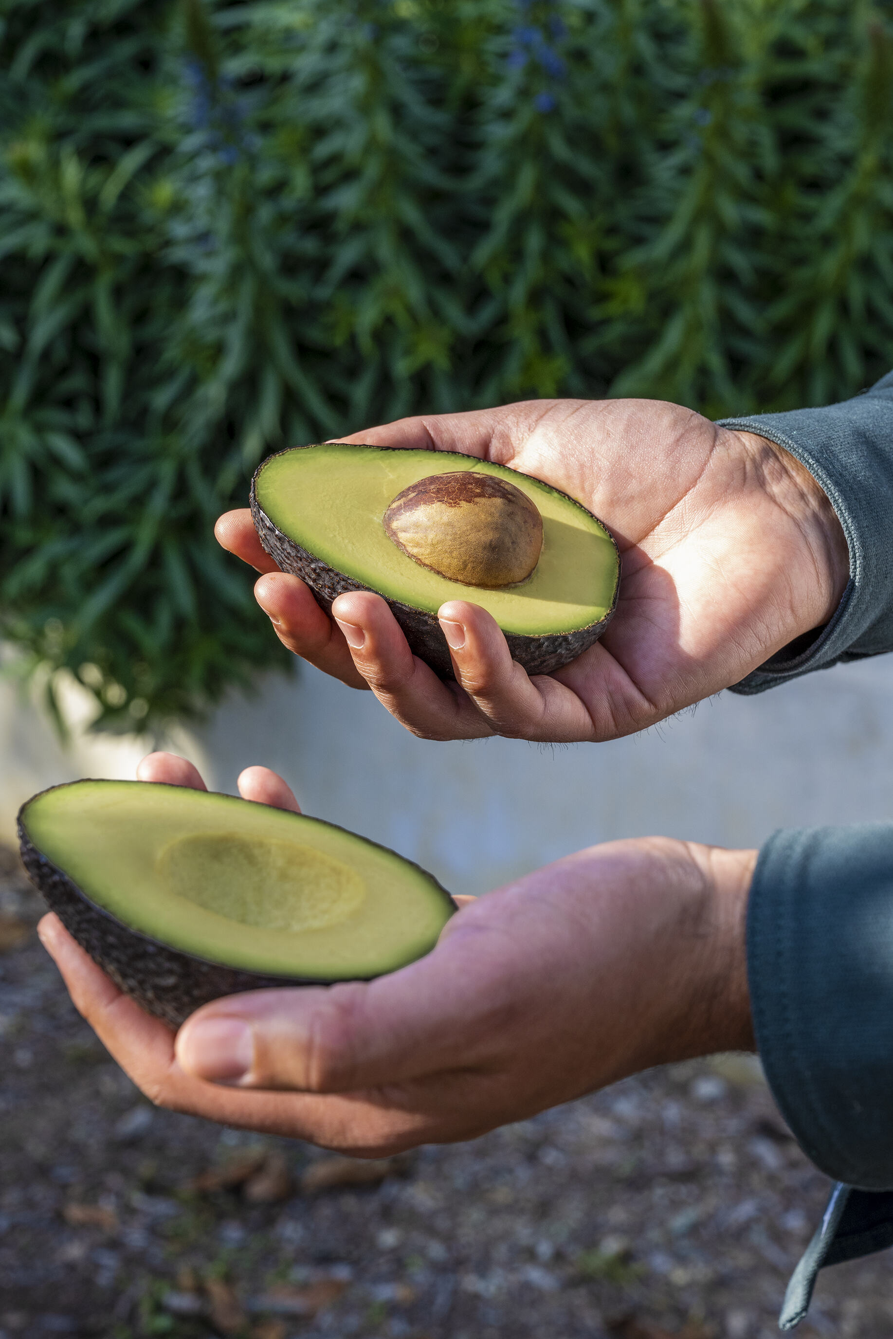 Primavera Avocados approved Awin creative 4