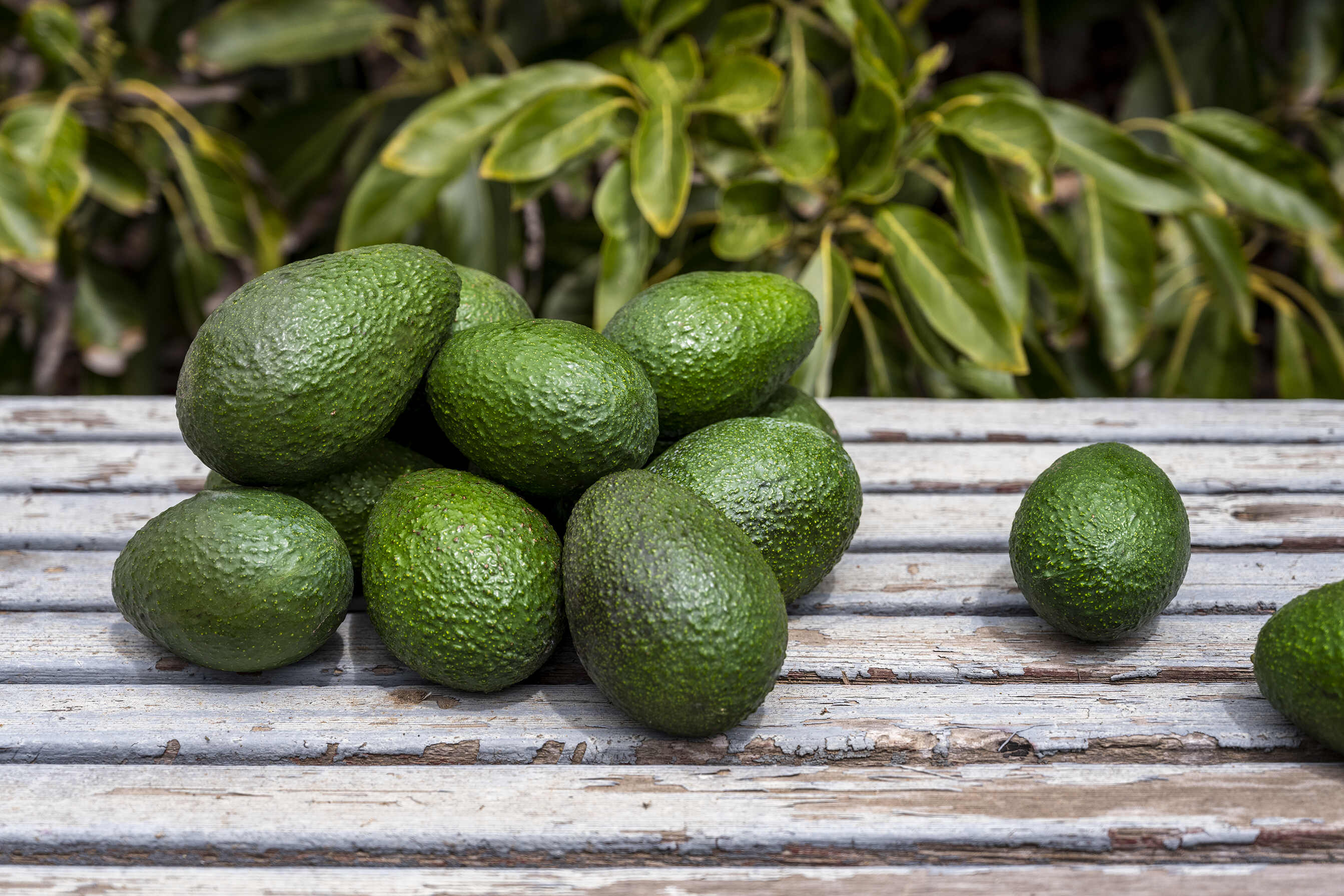 Primavera Avocados approved Awin creative 7